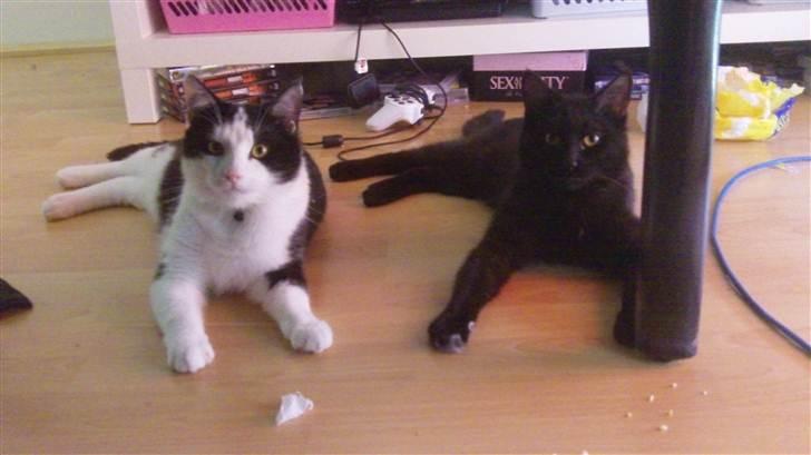 Huskat Jack <3 billede 7