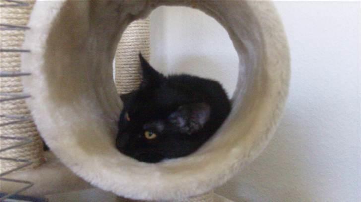 Huskat Jack <3 billede 8