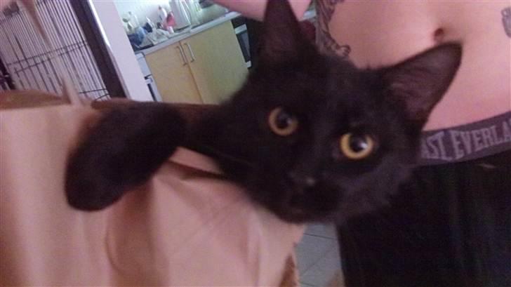 Huskat Jack <3 - Tak for kikket (: billede 9