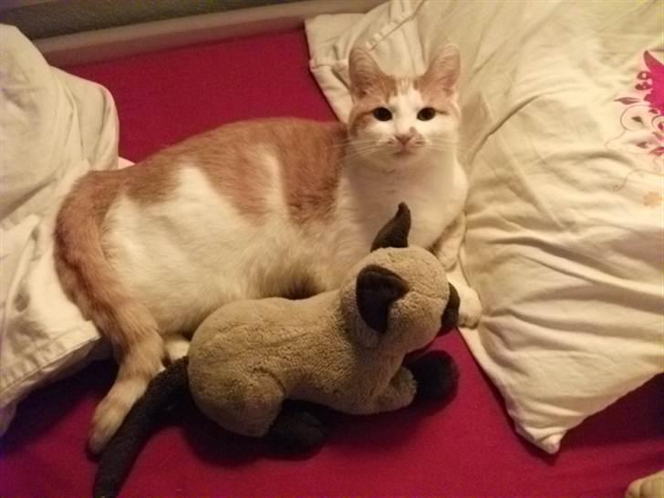 Huskat Molly *Død* billede 1