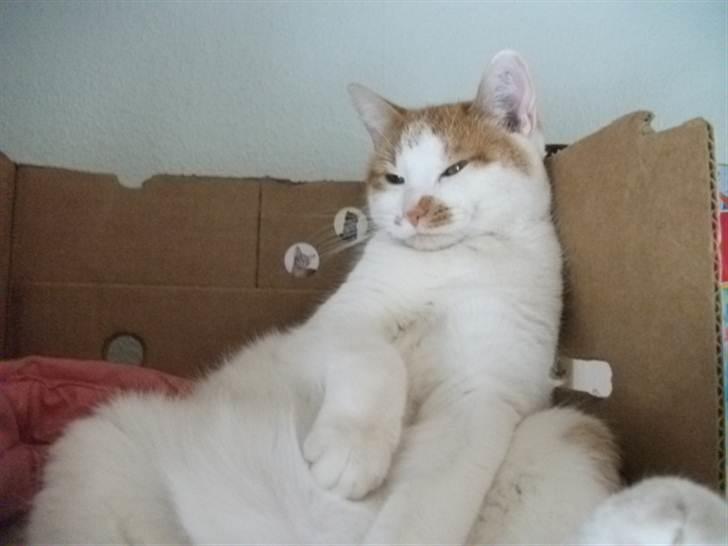 Huskat Molly *Død* billede 2