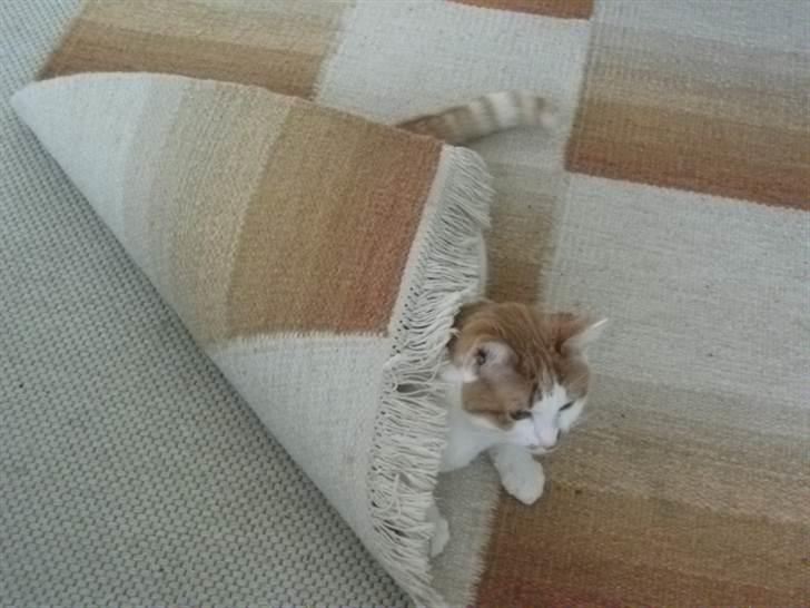 Huskat Molly *Død* billede 3