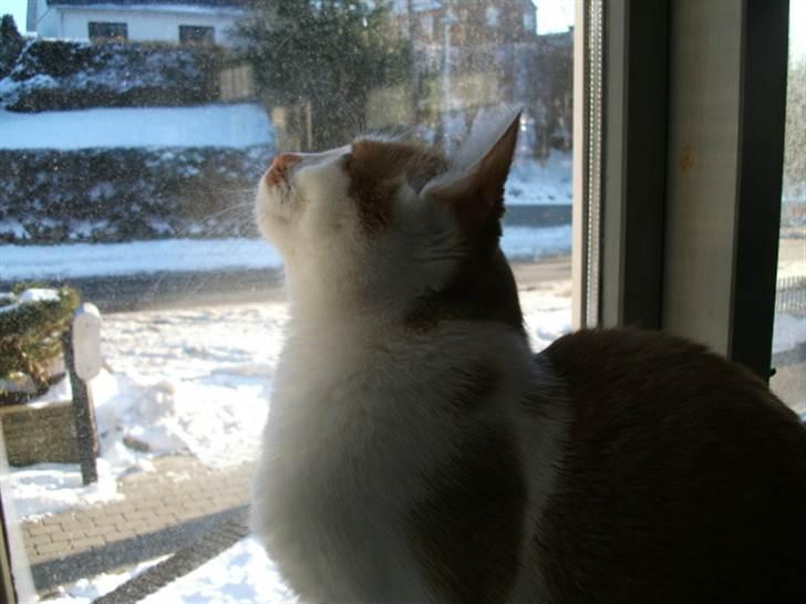 Huskat Molly *Død* billede 4