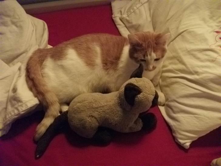 Huskat Molly *Død* billede 5