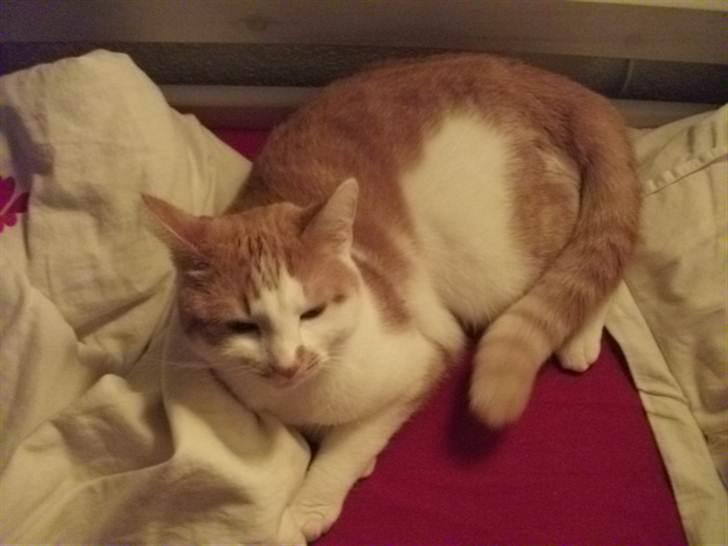 Huskat Molly *Død* billede 6