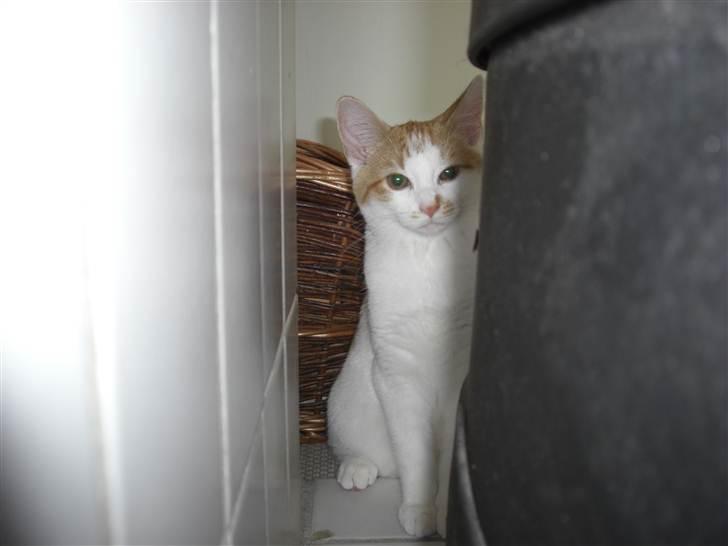 Huskat Molly *Død* billede 7