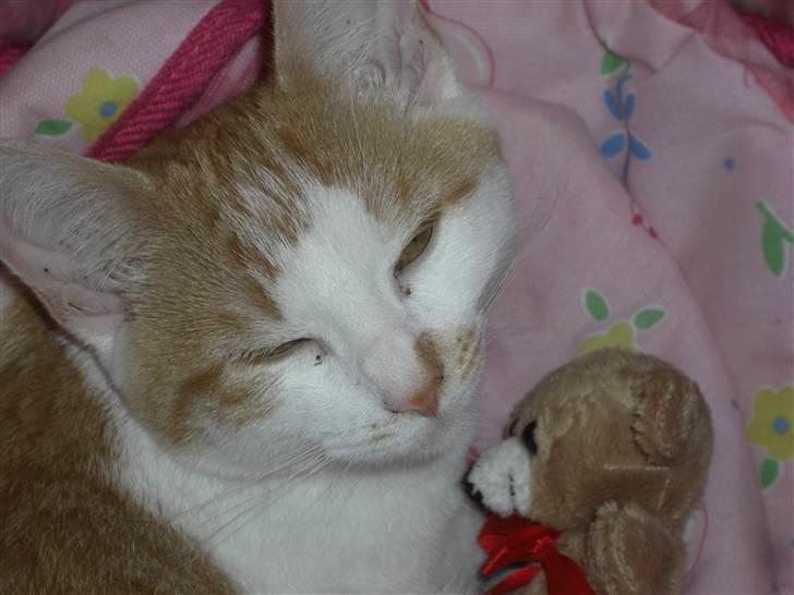 Huskat Molly *Død* billede 8