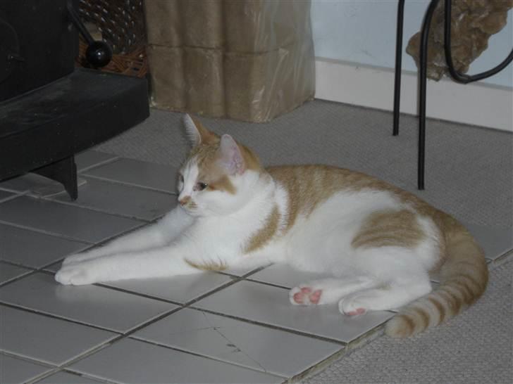 Huskat Molly *Død* billede 9