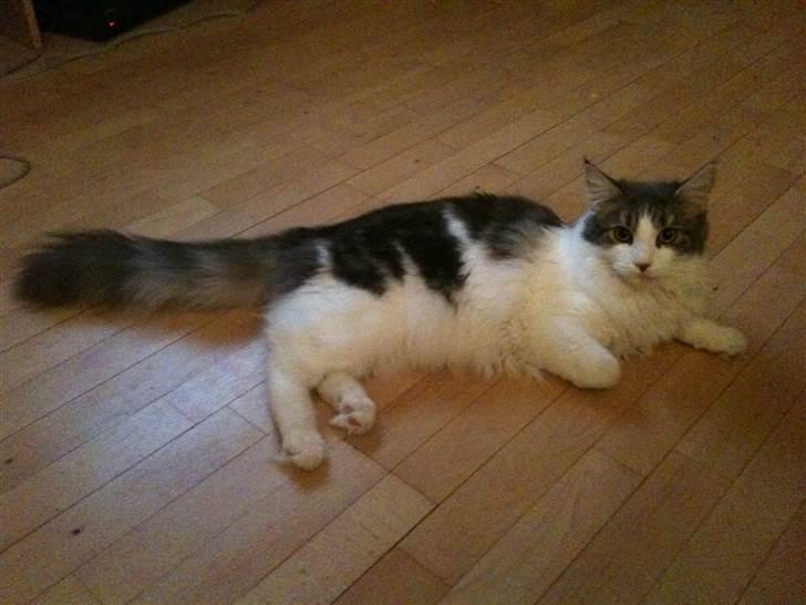 Maine Coon Silke - Smukke Silke billede 1