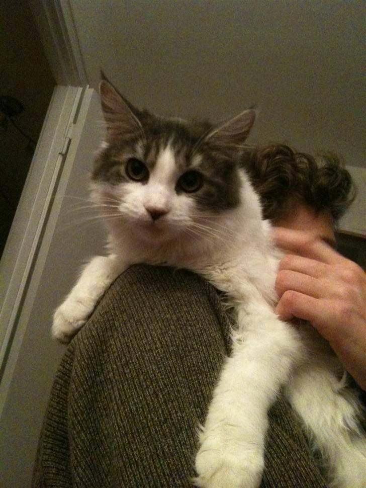 Maine Coon Silke billede 2