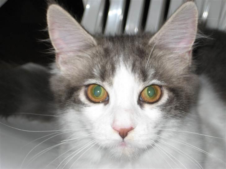 Maine Coon Silke billede 3