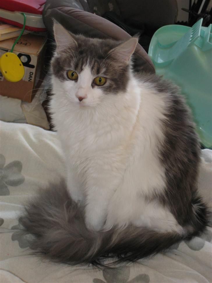 Maine Coon Silke billede 4