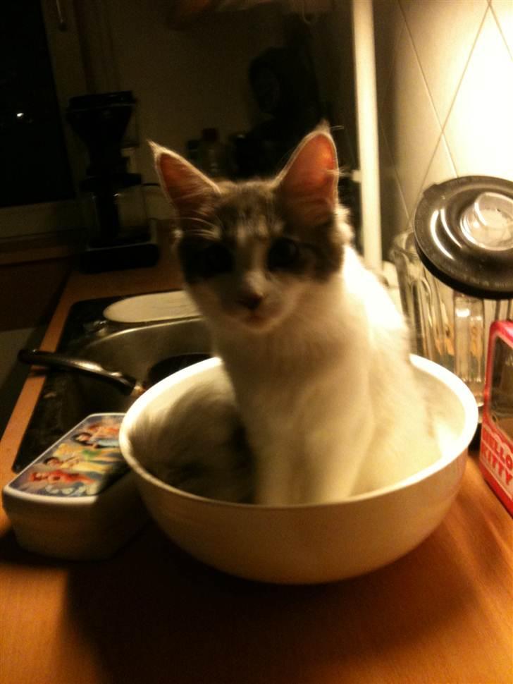 Maine Coon Silke - Mor og far opdager nok ikke at jeg sidder i en skål på køkkenbordet - hihi billede 5