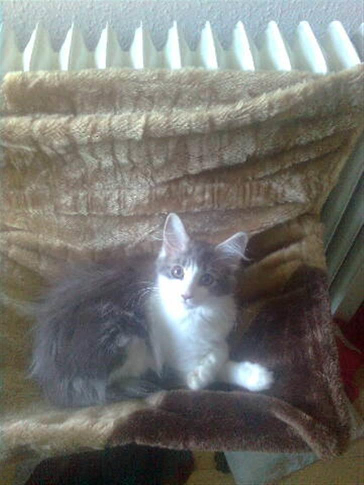 Maine Coon Silke - Silke ca. 14 uger gammel billede 6