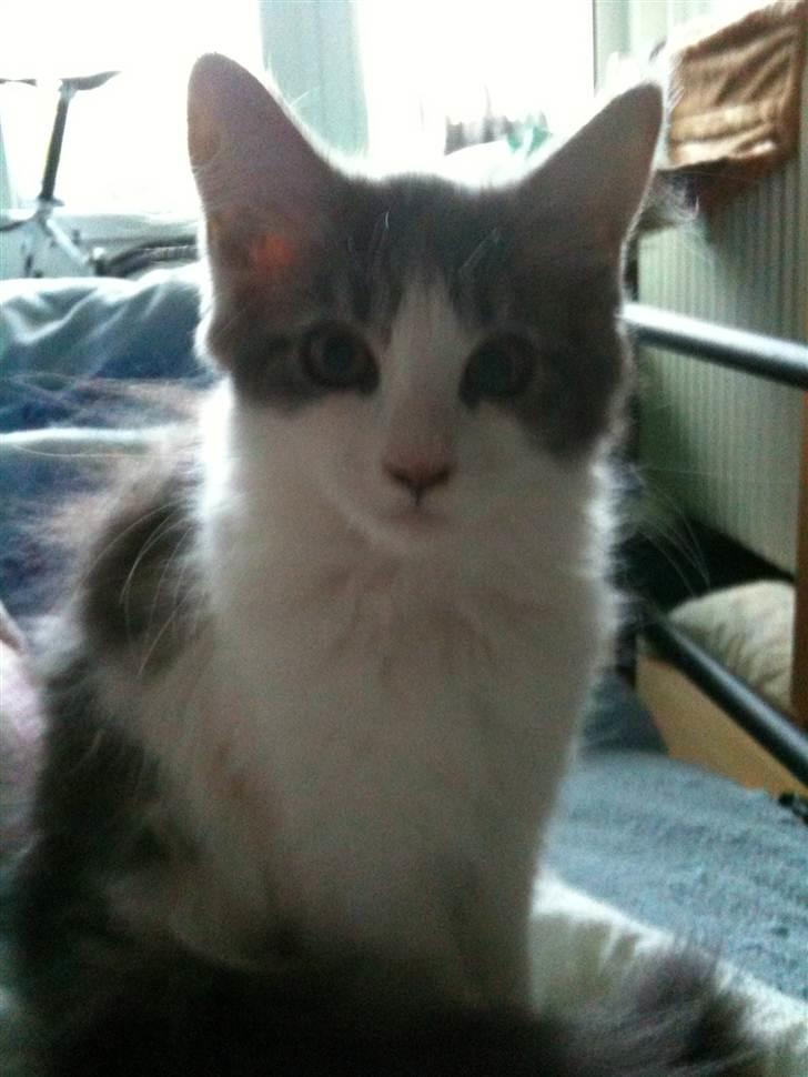 Maine Coon Silke billede 7