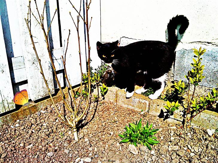 Huskat Pjevs billede 10