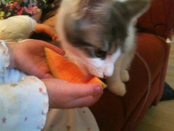 Maine Coon Silke - Nam nam - melon billede 8