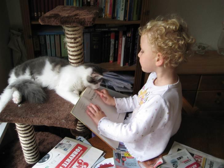 Maine Coon Silke - Maya læser højt for en nysgerrig Silke billede 9