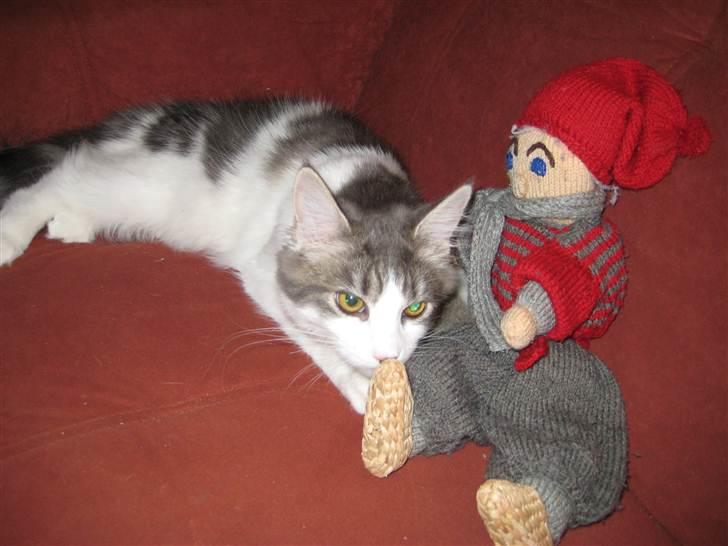 Maine Coon Silke billede 10