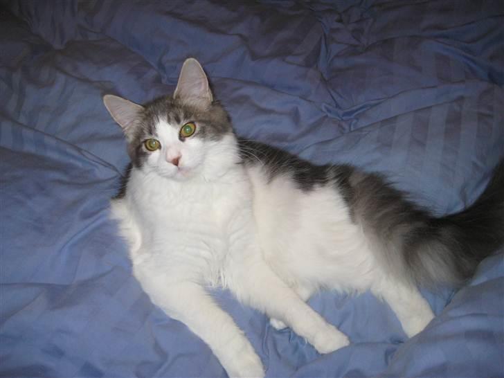 Maine Coon Silke billede 11