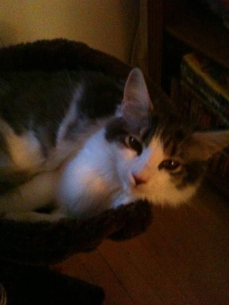 Maine Coon Silke billede 12