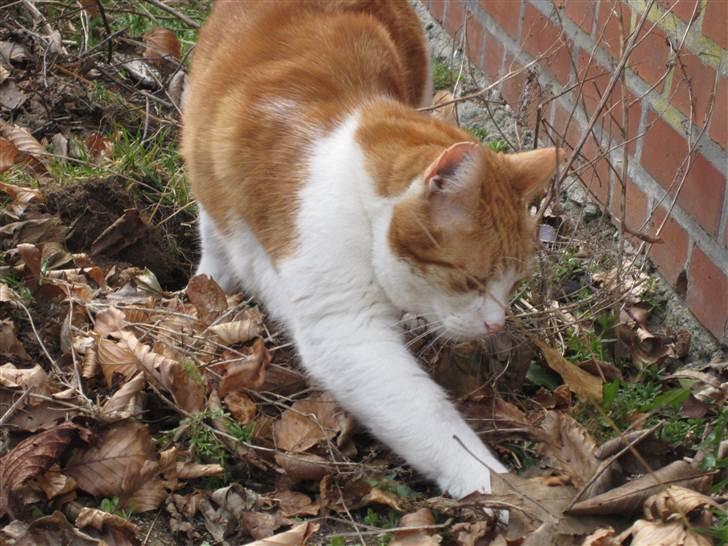 Huskat Tarzan - Tarzan er vist en blanding af kat og gravhund xD. Fotograf: Cecilie M. Poulsen billede 11