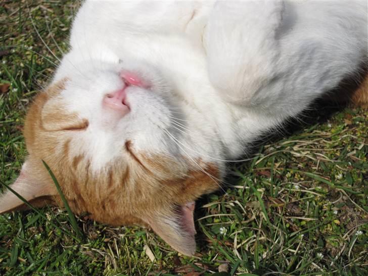 Huskat Tarzan - Tarzan nyder den varme påskesol. Fotograf: Cecilie M. Poulsen billede 12