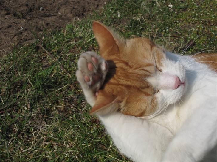 Huskat Tarzan - Tarzan igang med "forårsrengøring". Fotograf: Cecilie M. Poulsen billede 13