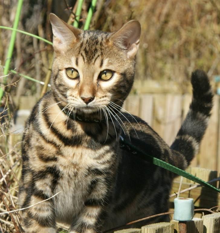 Bengal Ceres billede 1