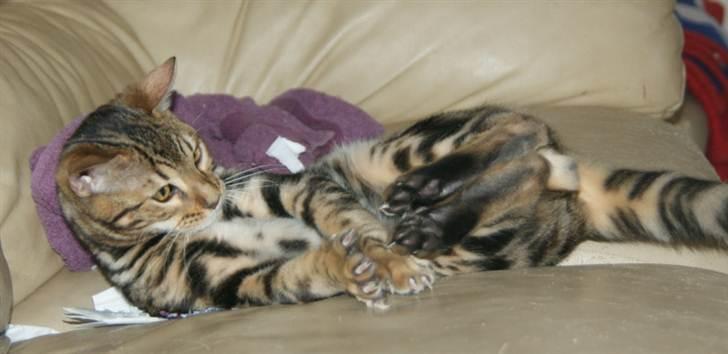 Bengal Ceres billede 2