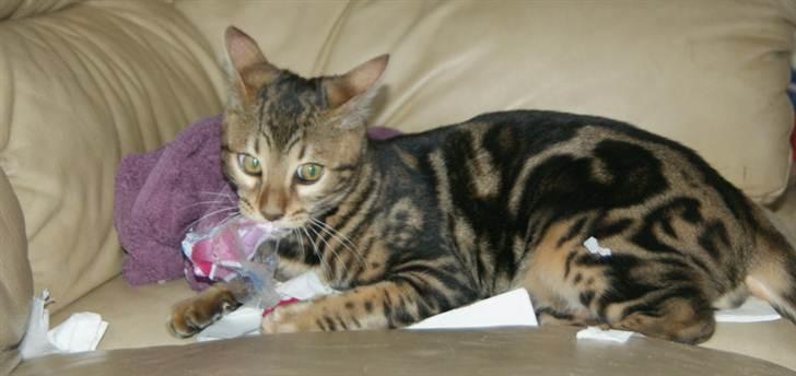 Bengal Ceres billede 3