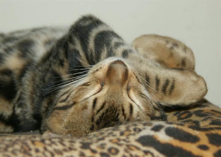 Bengal Ceres billede 4