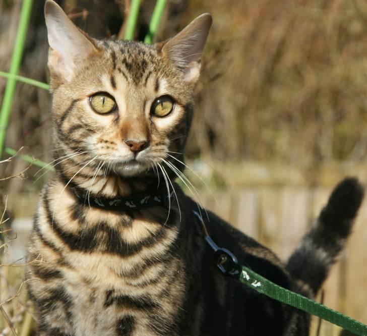 Bengal Ceres billede 5