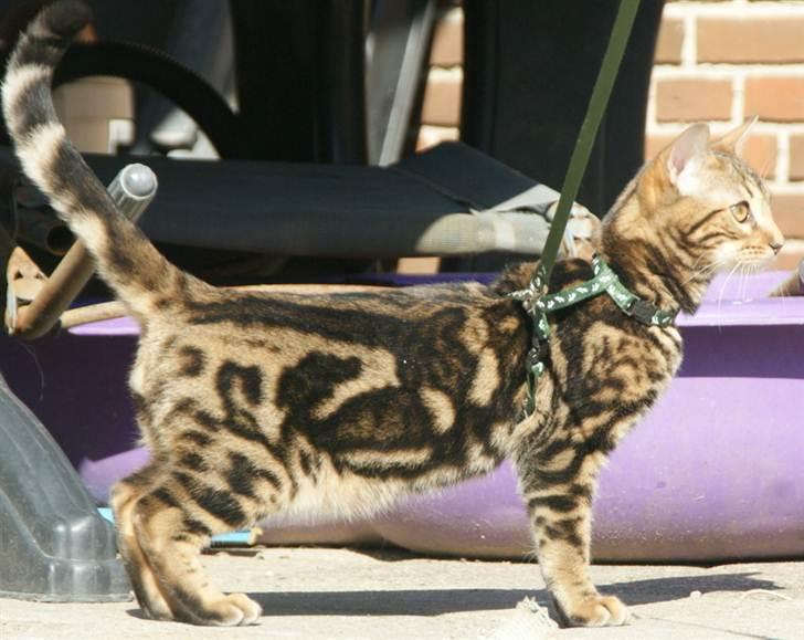 Bengal Ceres billede 6