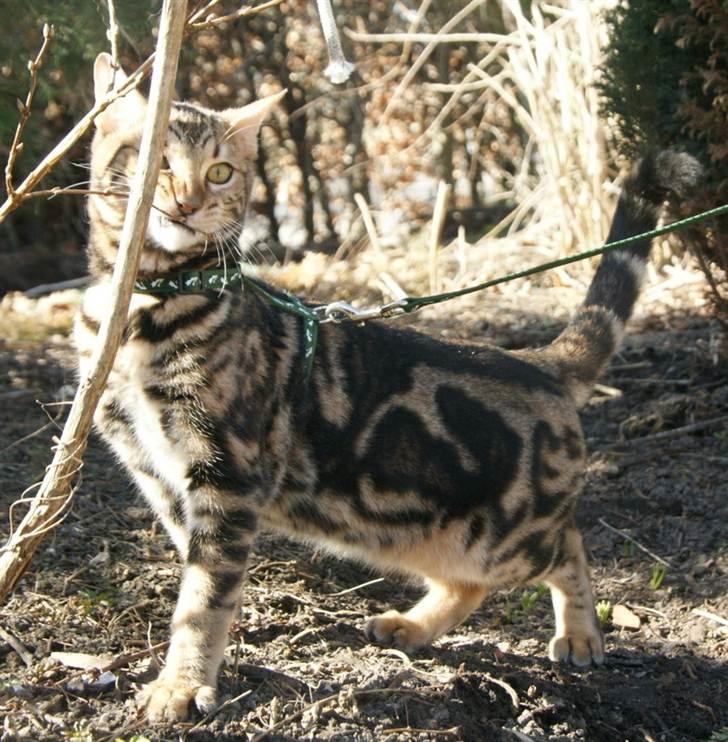 Bengal Ceres billede 7