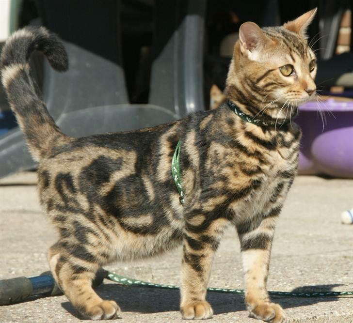 Bengal Ceres billede 8