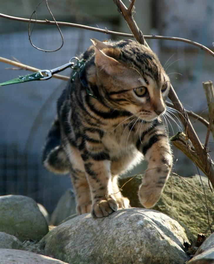 Bengal Ceres billede 9