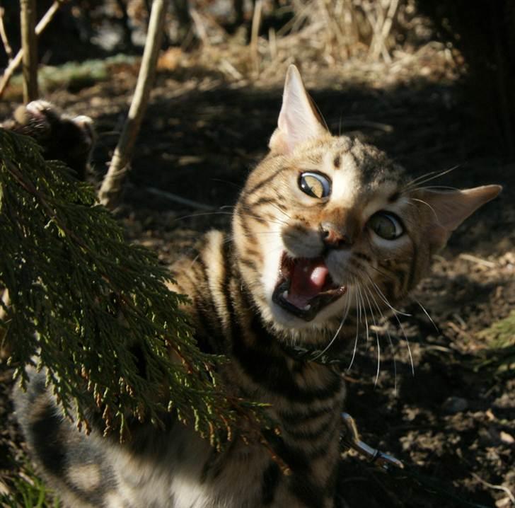 Bengal Ceres billede 10