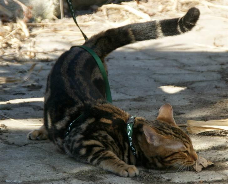 Bengal Ceres billede 11