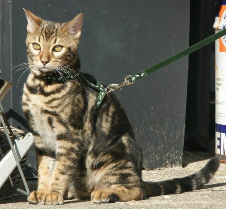 Bengal Ceres billede 12