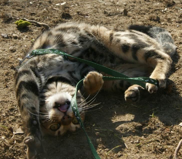 Bengal Ceres billede 13