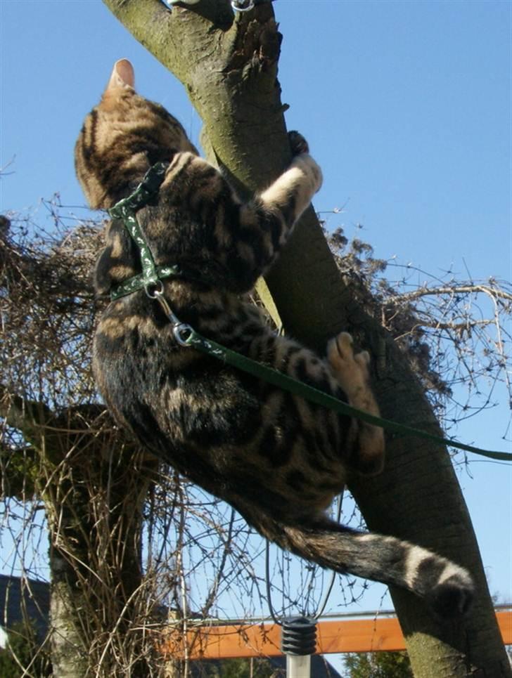 Bengal Ceres billede 14