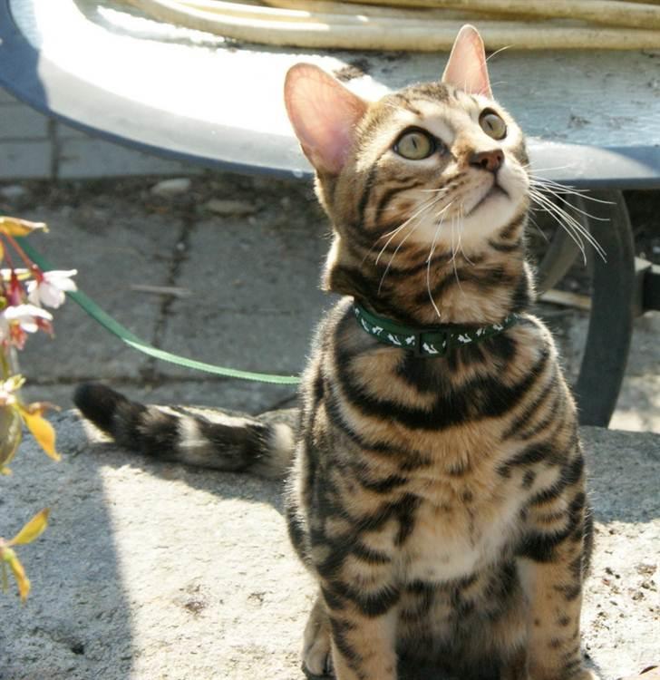 Bengal Ceres billede 15