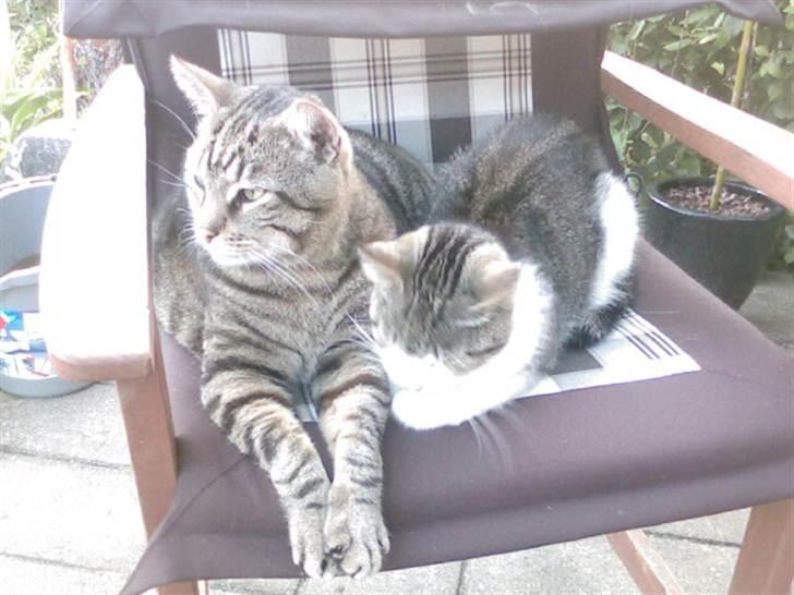 Huskat bølle mis  billede 1