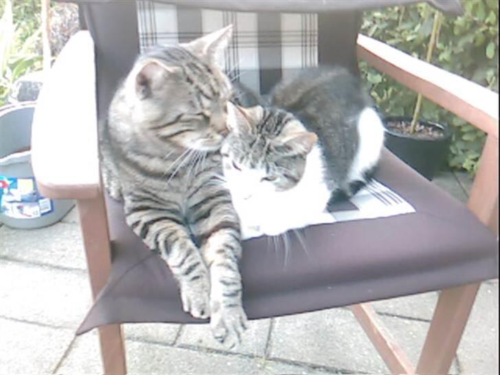 Huskat bølle mis  billede 2