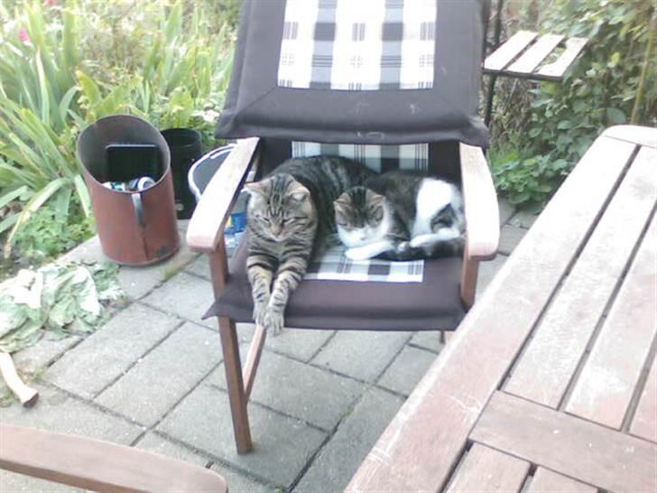 Huskat bølle mis  billede 3