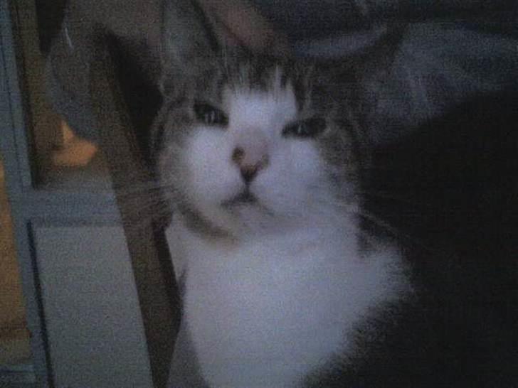 Huskat bølle mis  billede 4