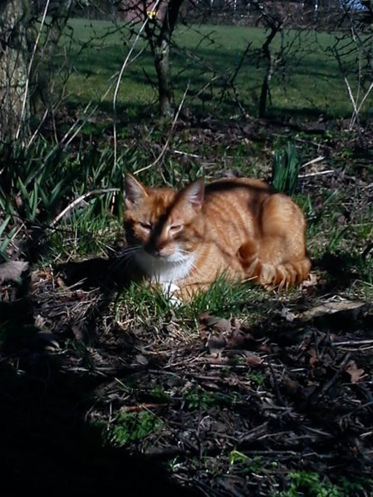 Huskat Garfield billede 3