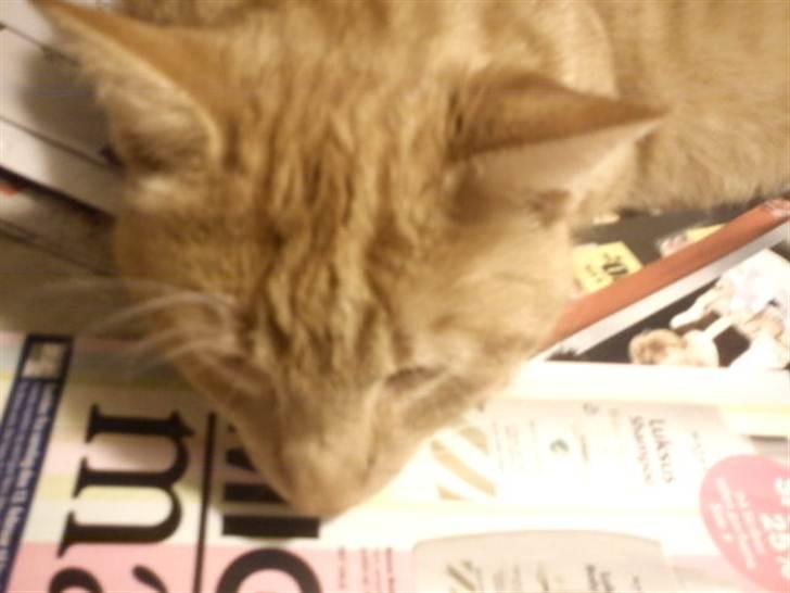 Huskat Garfield billede 4