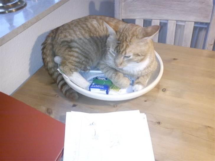 Huskat Garfield billede 5